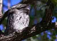 Frogmouth